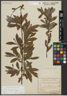 Foto von Salix appendiculata Vill. x Salix eleagnos Scop.